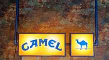 Camel neon świetlny