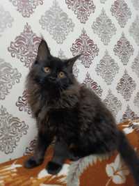 Тяжеловес котенок Черный дым мальчик Мейн-Кун