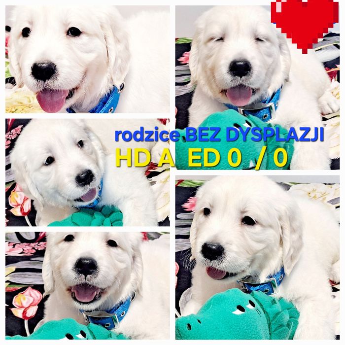 Śliczne Goldusie RODZICE BEZ DYSPLAZJI W HODOWLI Tata FCI odb. 21 list