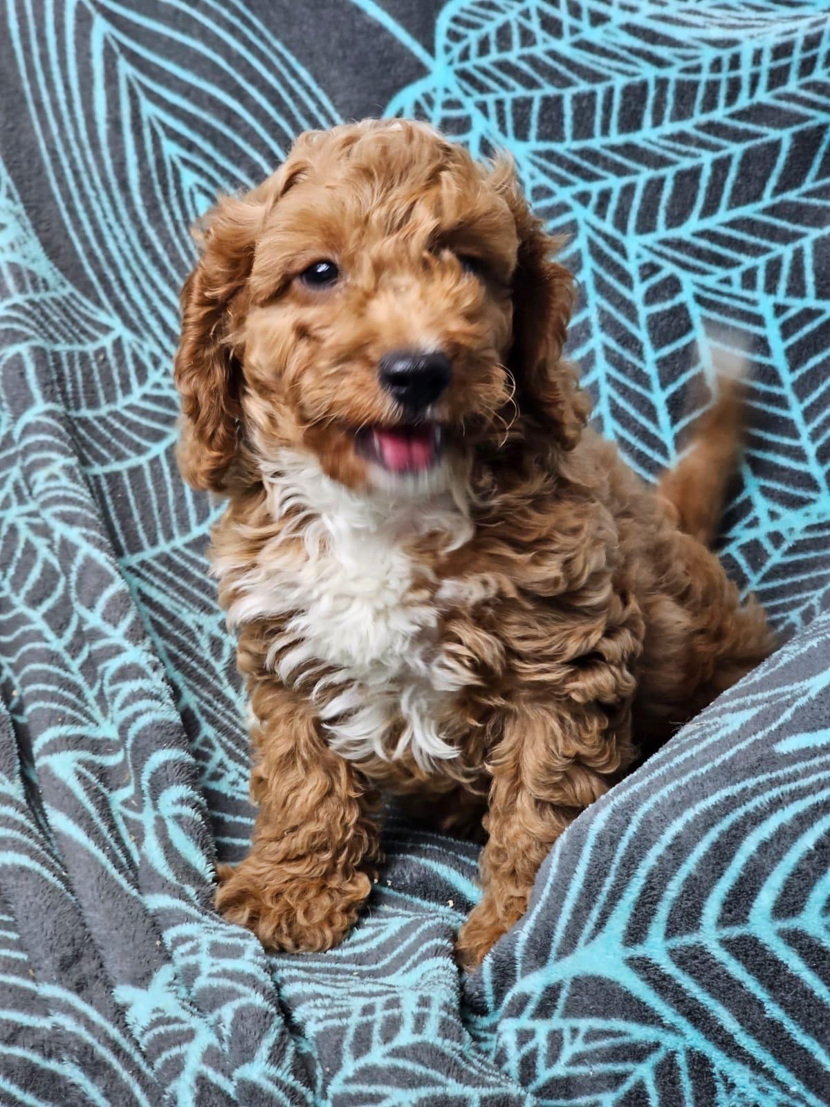 cavapoo szczeniak