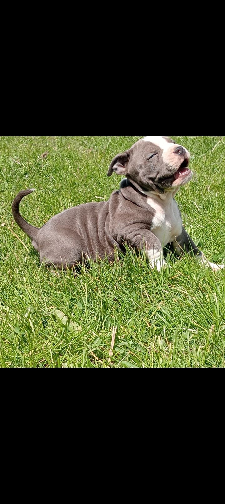 Amstaff blue chłopaki