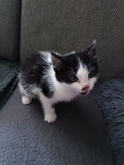 Witam mam do oddania kota