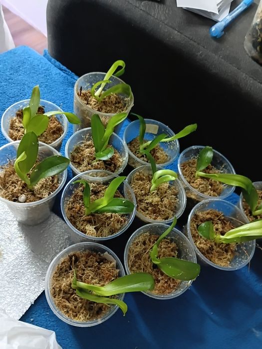 Орхідея ізФласки