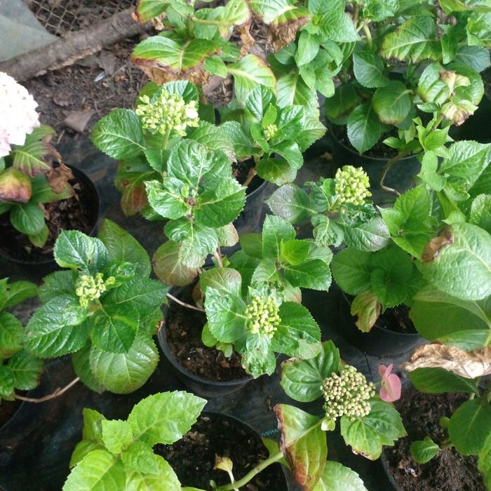 Гортензия крупнолистная в наличии