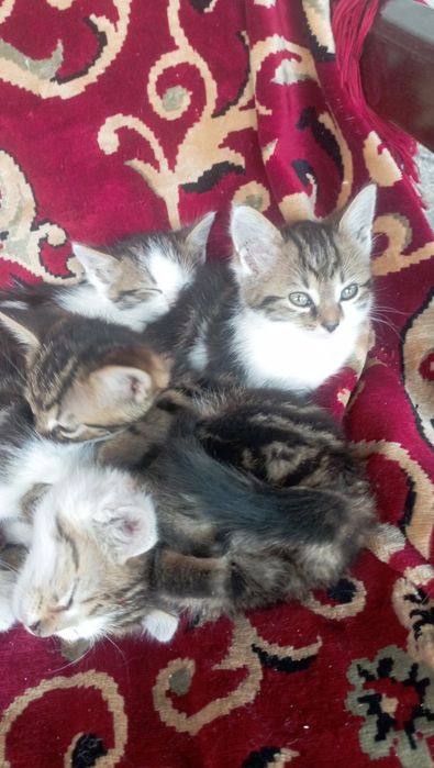 Віддам в добрі руки дівчинка і два котики,добру і люблячу сім'ю