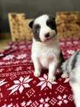 Border collie pies