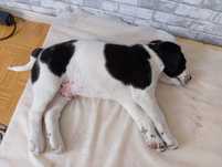 Basset hound+owczerek