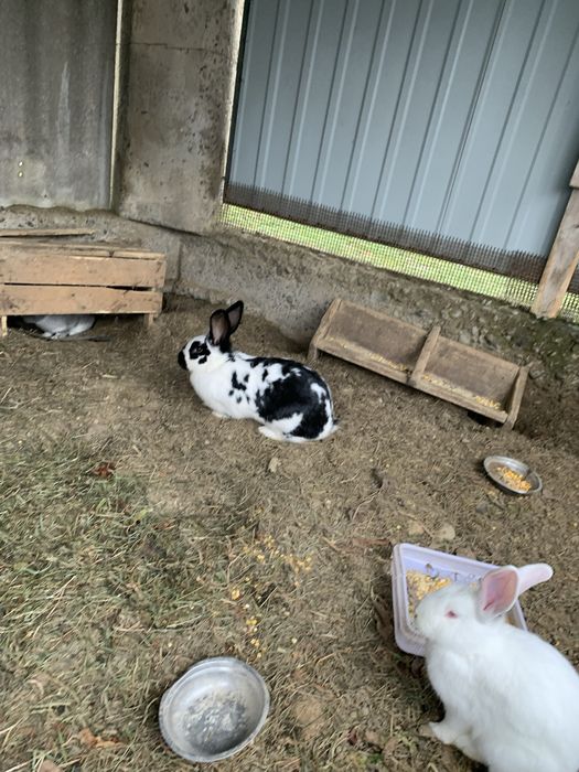 Продам кроликів