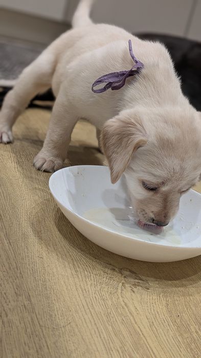 Szczeniak Labrador retriever z rodowodem suczka