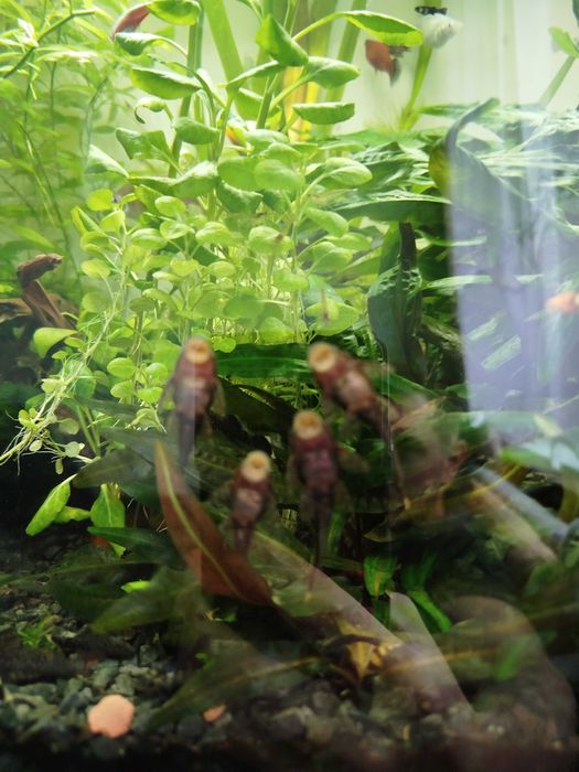 Sprzedam młode zbrojniki niebieskie