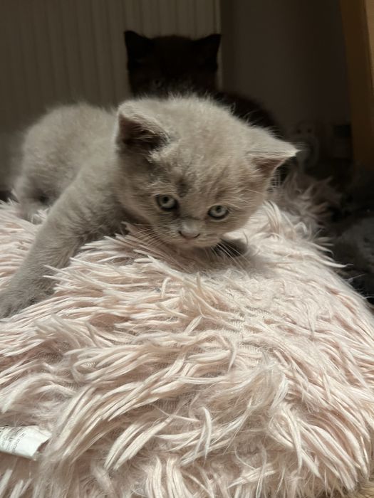 Kot brytyjski liliowy