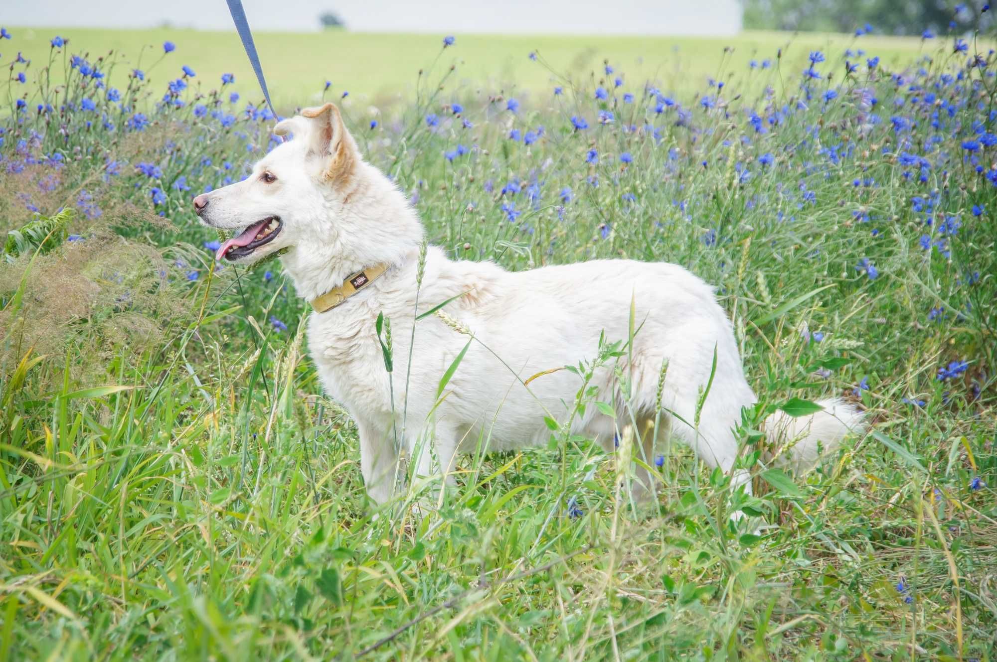 Enter- psiak w typie białego corgi do odpowiedzialnej adopcji.