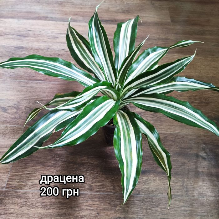 Комнатные декоративнолиственные растения