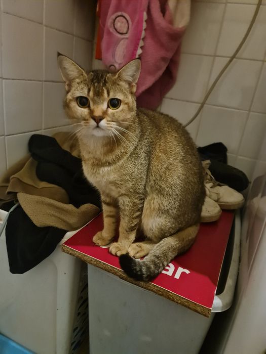 Gatinha linda com 1 ano