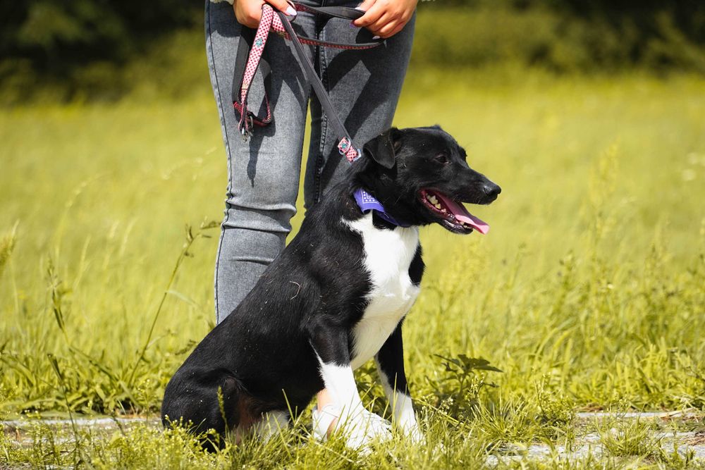 Organek - śliczny, niewielki pies szuka domu