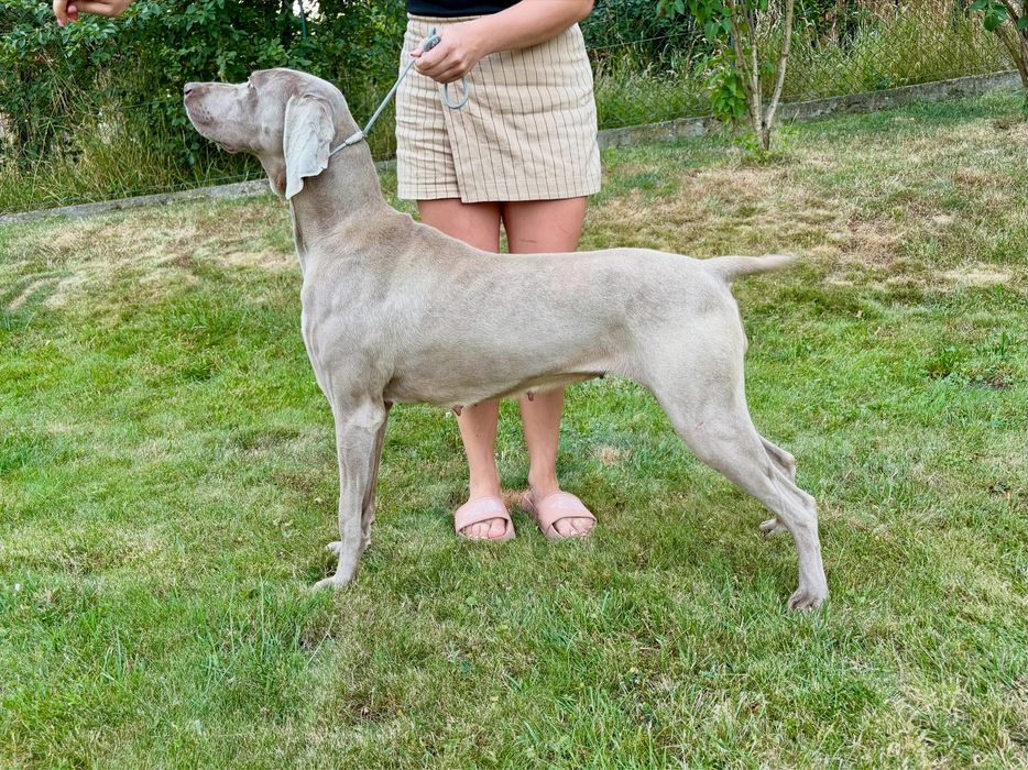 Wyżeł weimarski krótkowłosy Zkwp FCI suczka - gotowa do odbioru