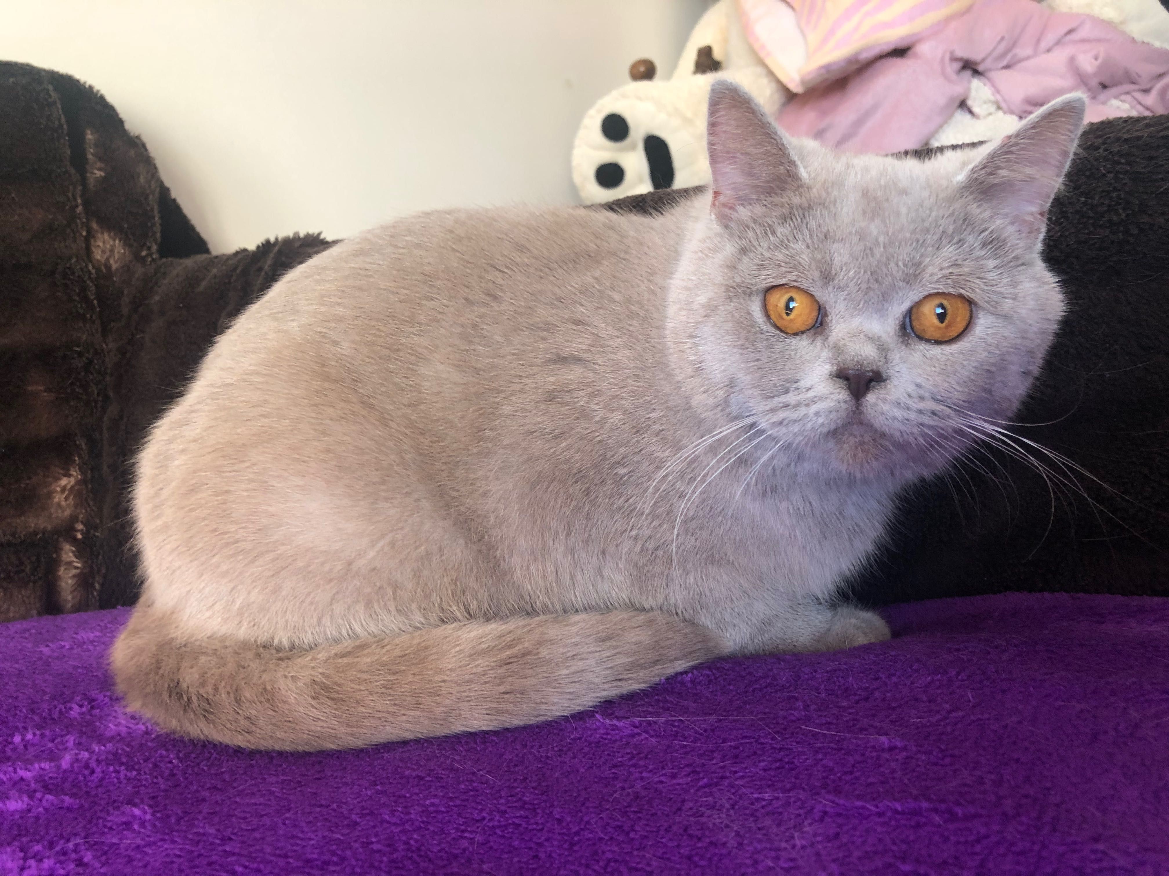 Fêmea Scottish Fold Lilac
