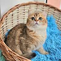 Золотая британская шиншилла кошечка кошка котята дівчинка