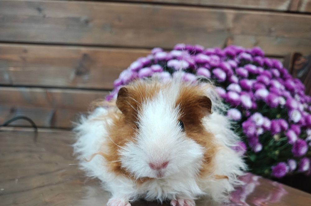 Хлопець тексель,морська свинка.