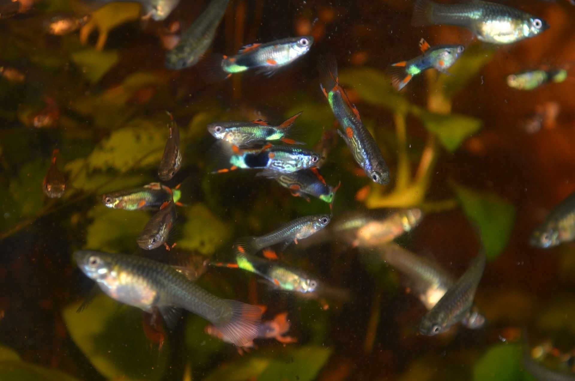 Endlers saudáveis - resistentes e coloridos