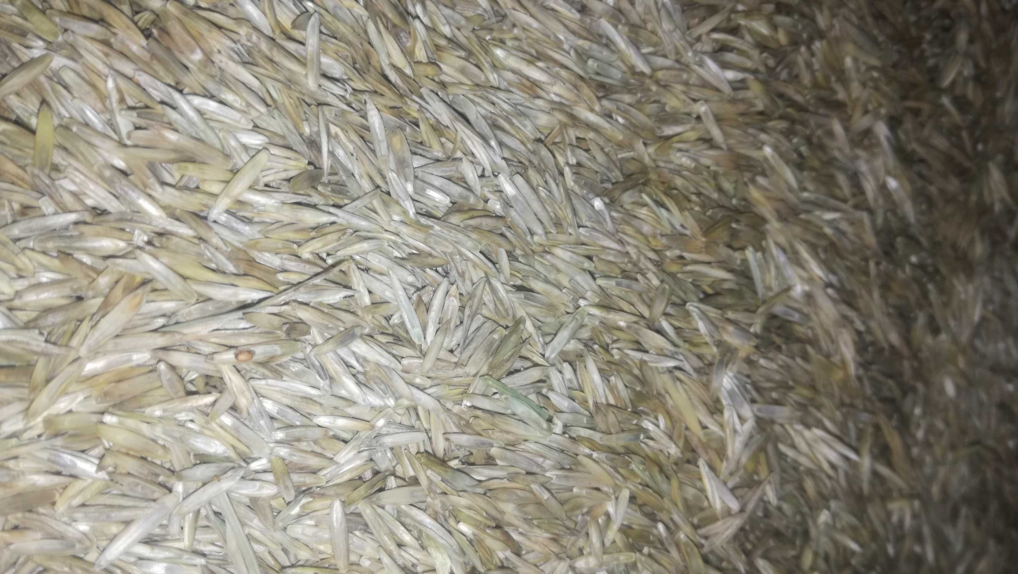 ŻycicaTrwała(bokser),Rajgras Angielski,trawa na trawnik, nasiona trawy