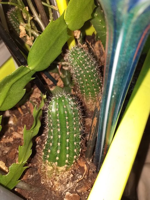 Kaktus sadzonka odmiana