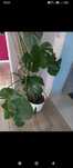 Kwiat Monstera piękna