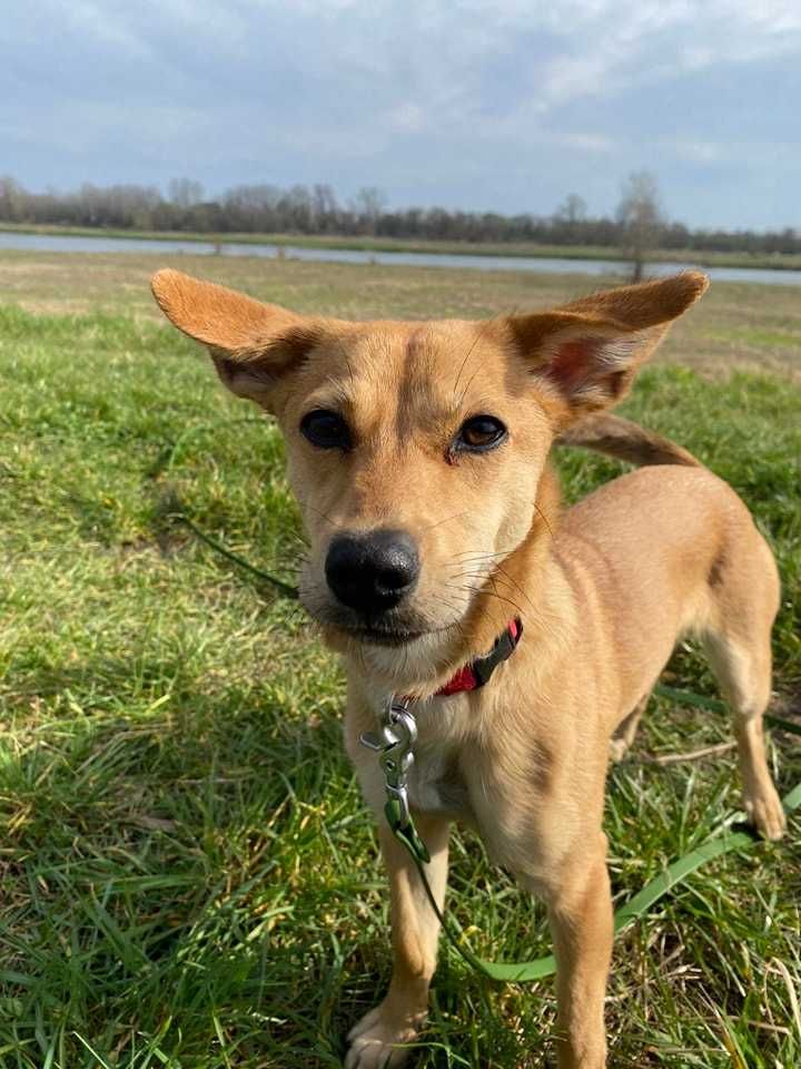 Sula poleca się do adopcji:)