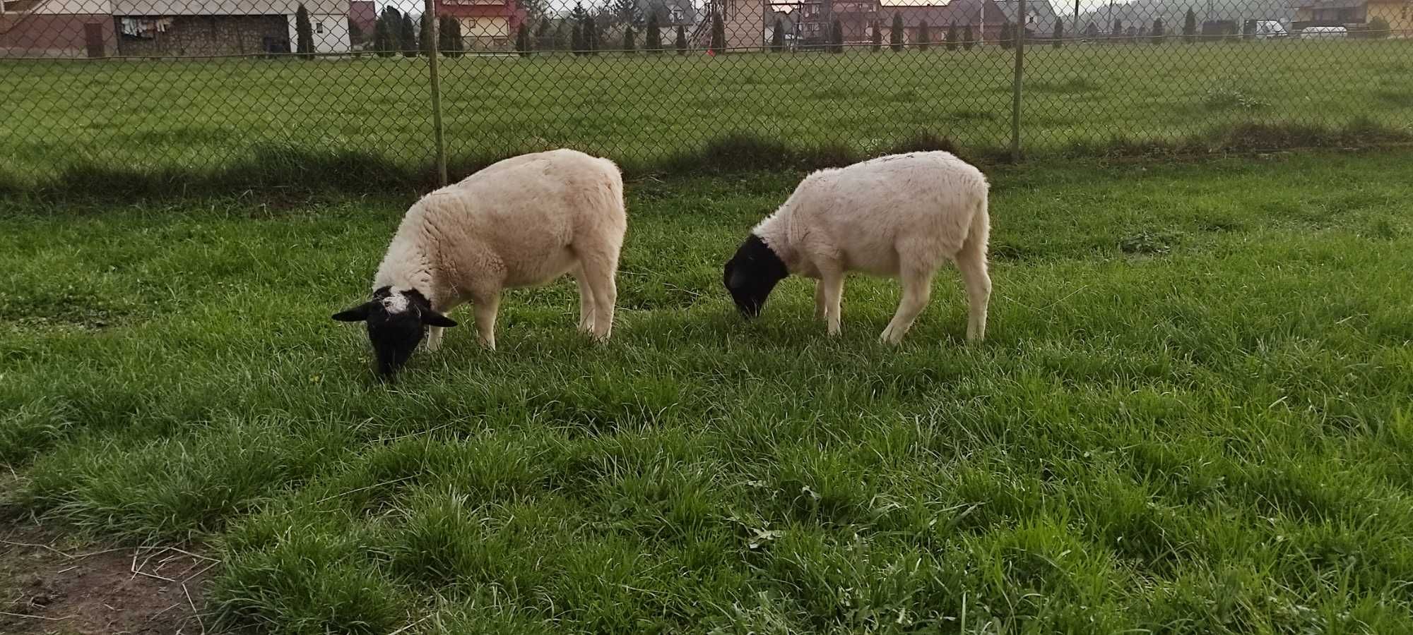 Owce rady dorper (2 barany młode)