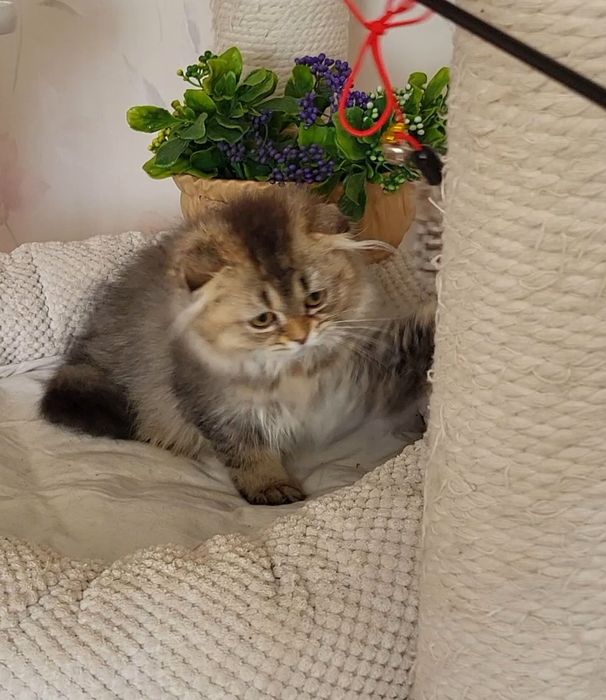 Дівчинка Золота шиншила.