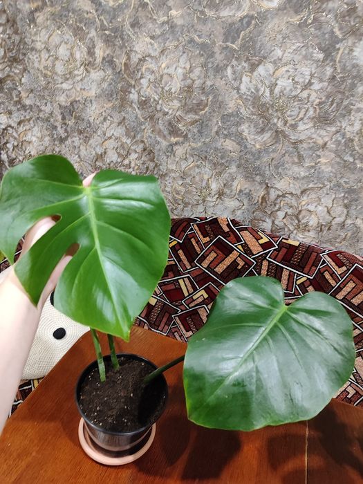 Продам верхушку красивой монстеры