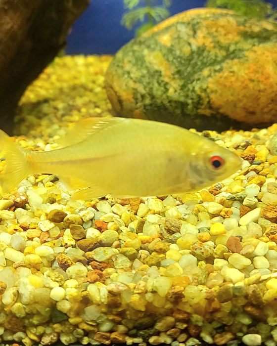 Rybki Tęczanki 4-5cm