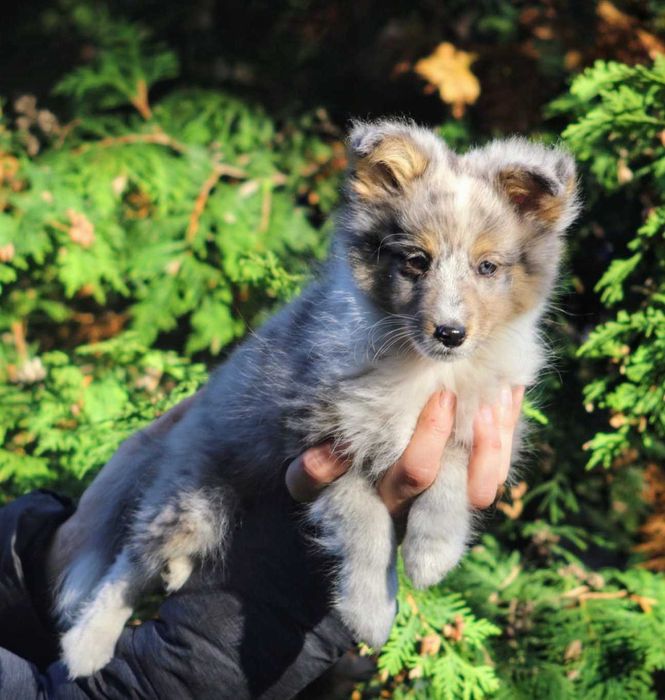Owczarek szetlandzki niebieskooki  sheltie blue merle po InterChamp.