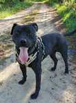 Pies do adopcji, Tyson w typie amstaffa.