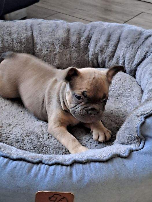 Szczeniak buldog francuski szuczka