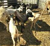 Cabras chibos bodes cabritos