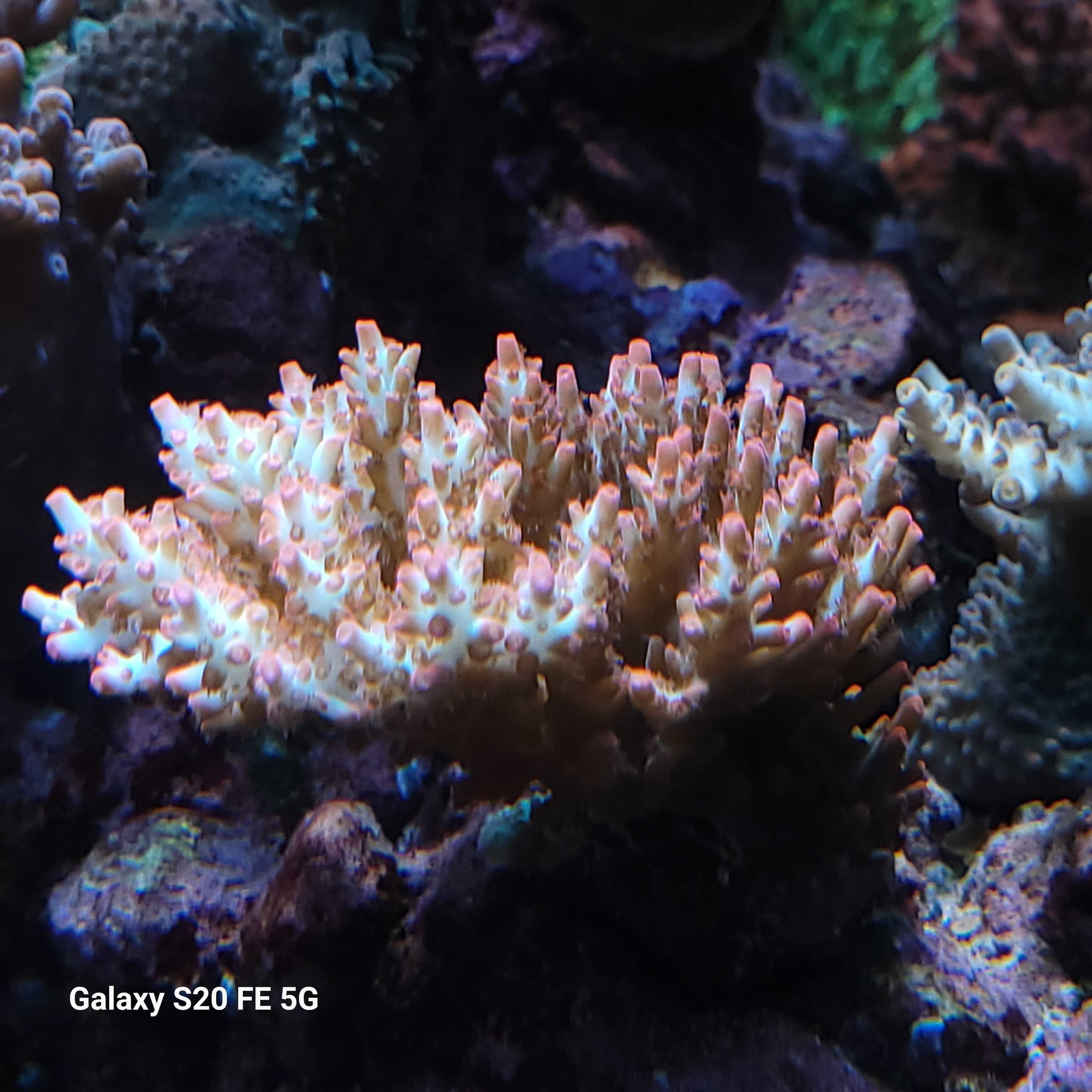 Szczepki acropora