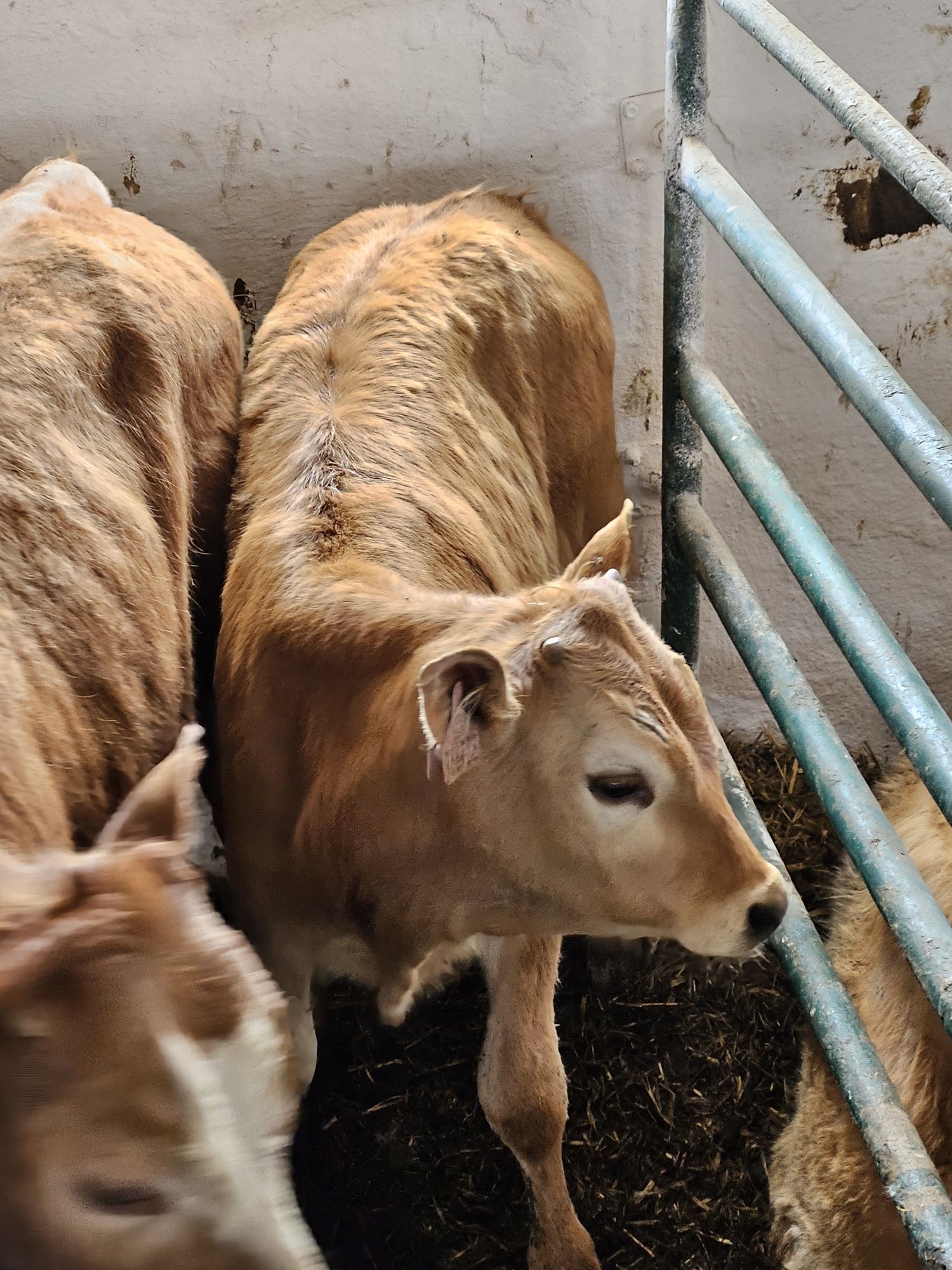 Jalowki Charolaise Blond limuze odsady że zdjęć