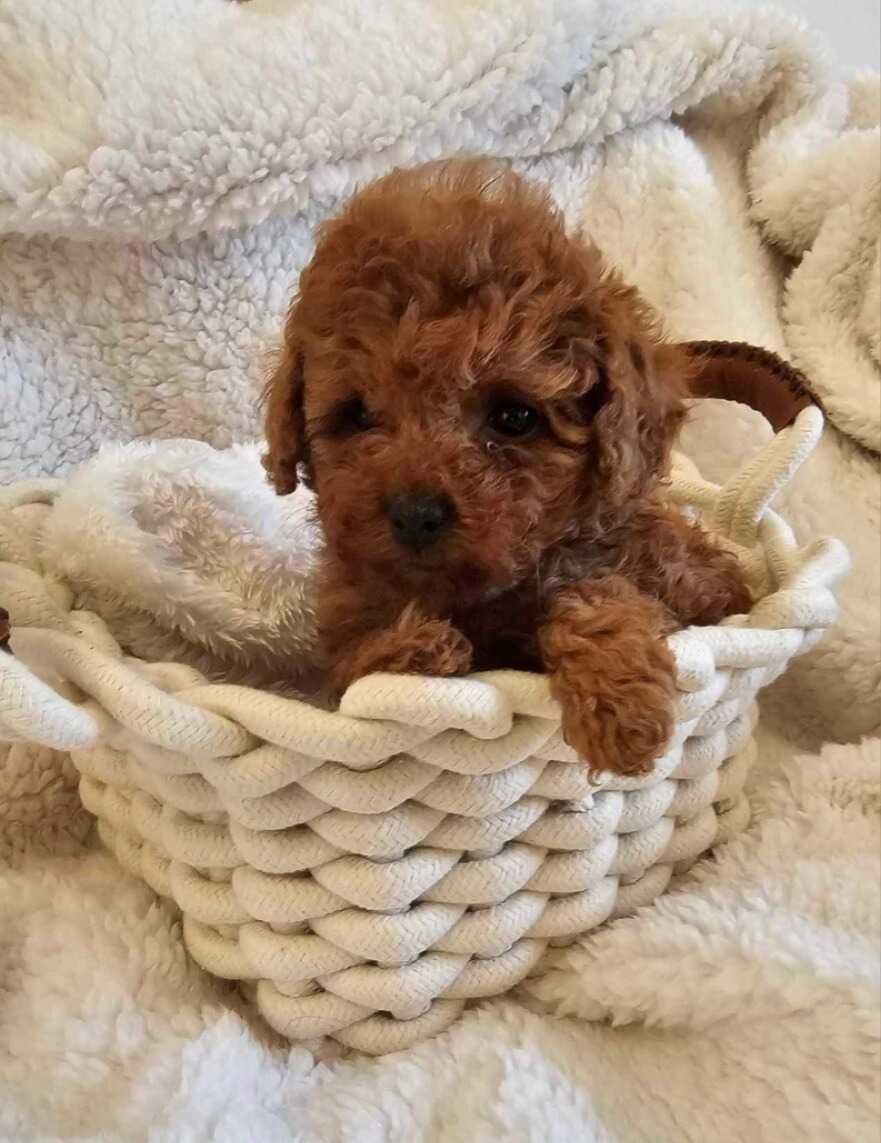 Caniche Red ㅤㅤㅤㅤ