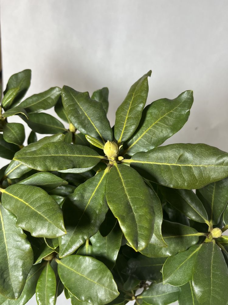 Rododendron czerwony nowa zembla piękny duzy kwitnacy do cienia