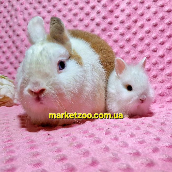 Міні кролики карликові карликовые-найменше в виводку!!!