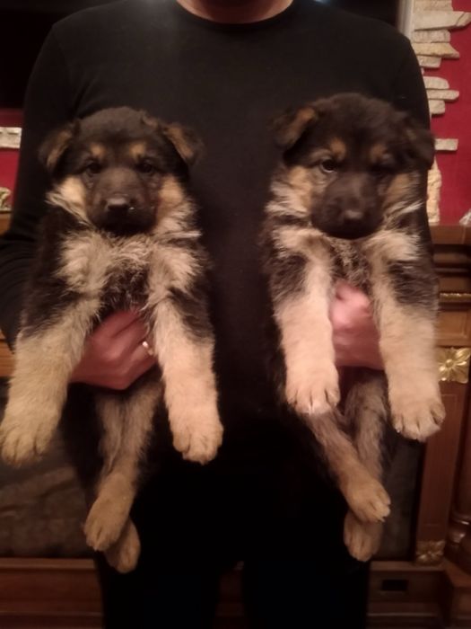 Продам цуценят Німецької вівчарки