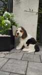 Beagle tricolor piękna sunia do odbioru gotowa