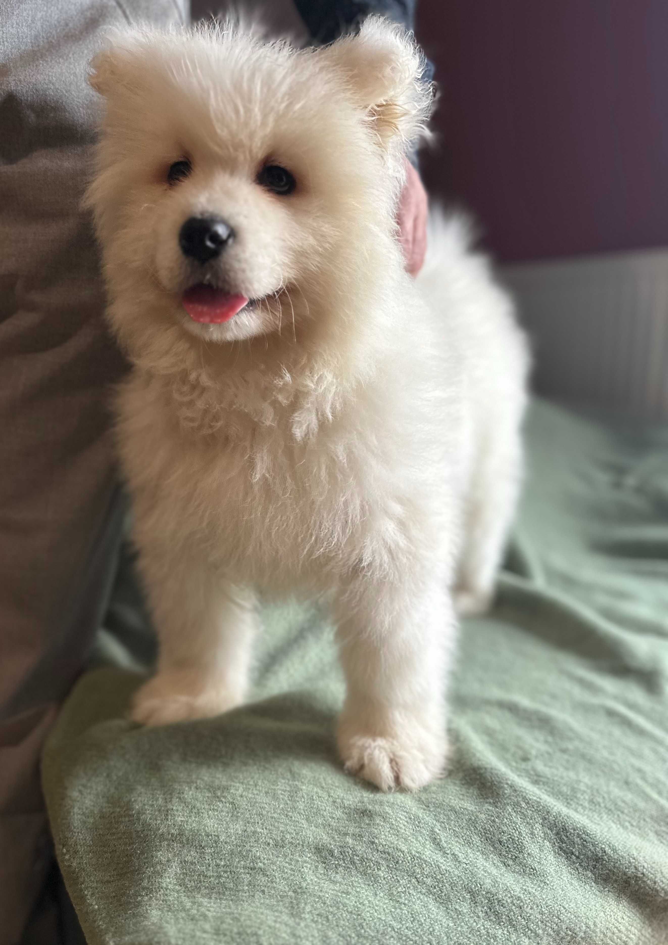 Samoyed / Samojed suczka