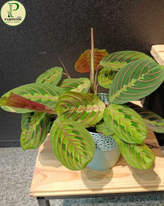 Маранта. Леуконеура Лемон Лайм. Б’юті Кім. Керховена. Тріколор.