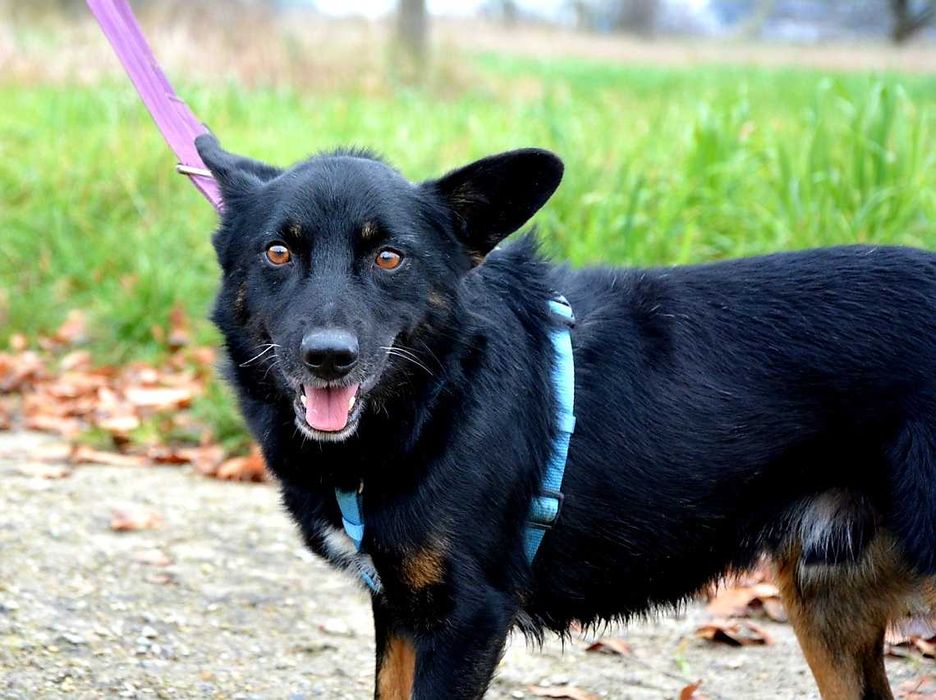 Smerf - czarujący, delikatny psiak chciałby smerfować do nowego domu!