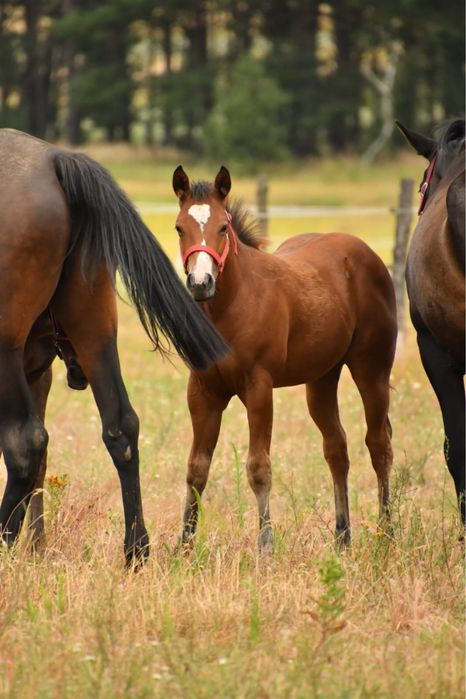 Klaczka AQH na sprzedaz