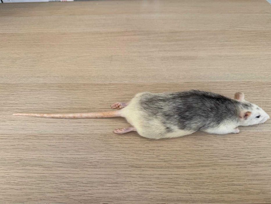 Szczury mrożone różne rozmiary