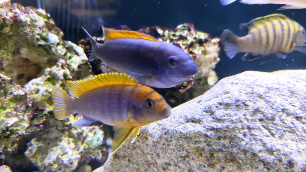 Pack ciclídeos africanos