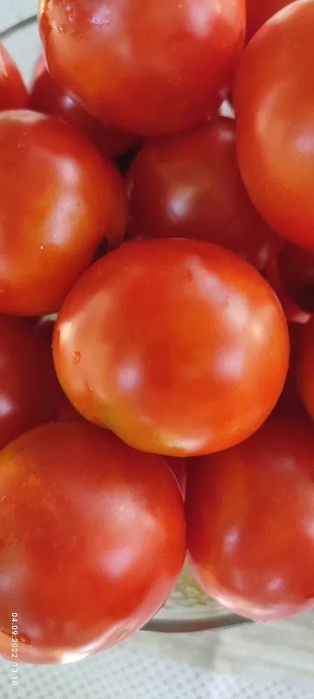 Насіння помідорів (семена томатов)